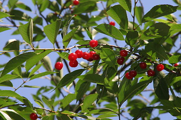 Image showing Cherry tree