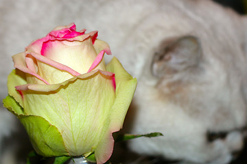 Image showing cat and rose