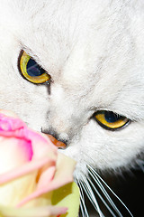 Image showing cat and rose