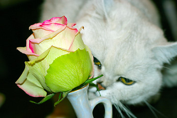 Image showing cat and rose