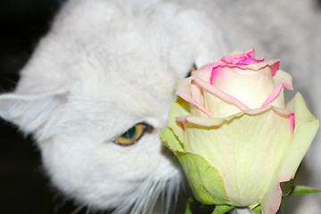 Image showing cat and rose