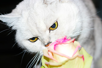 Image showing cat and rose