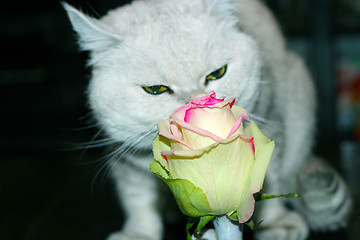 Image showing cat and rose