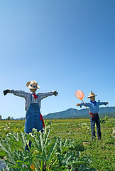 Image showing Scarecrows in the field