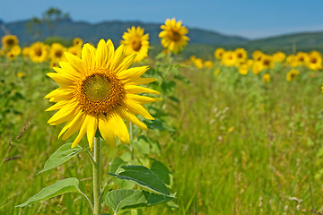 Image showing Sunflower field with mountains on the horizon