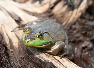 Image showing Green frog on wood