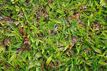 Image showing green grass texture details
