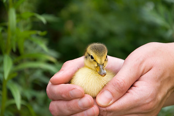 Image showing baby chicks