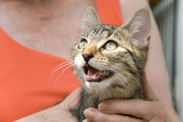 Image showing kitten and senior