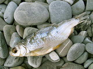 Image showing Fish