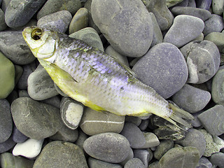 Image showing Fish