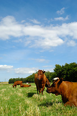 Image showing Cows on green grass