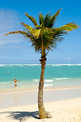 Image showing Palm on beach