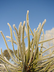 Image showing Frost on Pine