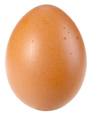 Image showing Only single brown bird egg