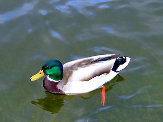 Image showing Duck