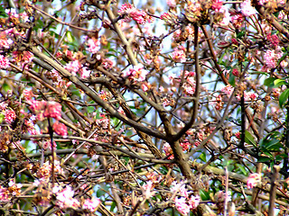 Image showing Early cherry blossom