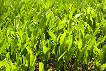 Image showing leaves in the garden