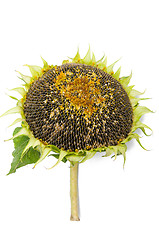 Image showing Sunflower