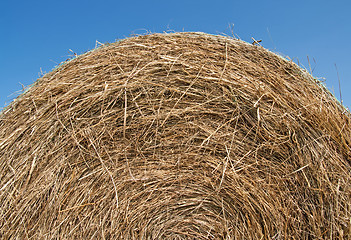 Image showing Bale of hay over blue sky