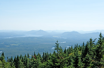 Image showing Spruce forest and misty mountains