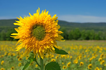 Image showing Sunflower in the summer field