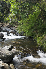 Image showing green forest and river 