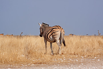 Image showing Plains zebra (Equus quagga, formerly Equus burchelli)