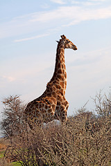 Image showing Giraffe (Giraffa camelopardalis)
