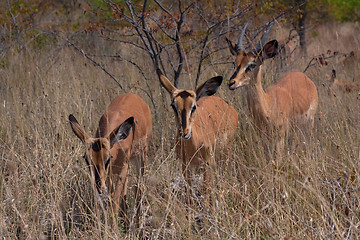 Image showing Black-faced impalas (Aepyceros melampus)