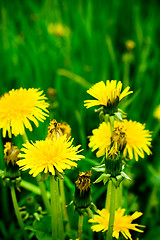 Image showing dandelion flowers 