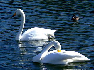 Image showing Two swans