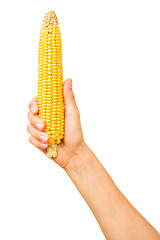 Image showing Ear of corn