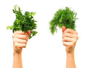 Image showing Parsley and dill