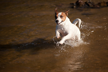 Image showing Playful Jack Russell Terrier Dog Playing in Water