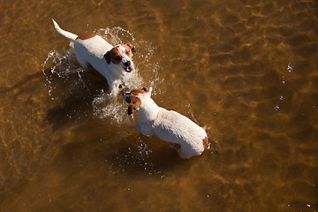 Image showing Playful Jack Russell Terrier Dogs Playing in the Water