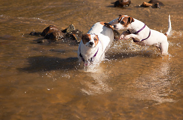 Image showing Playful Jack Russell Terrier Dogs Playing in the Water