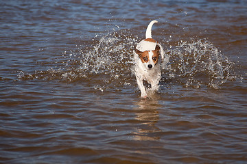 Image showing Playful Jack Russell Terrier Dog Playing in Water