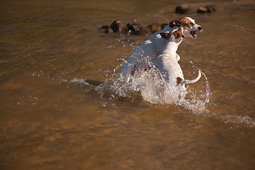 Image showing Playful Jack Russell Terrier Dogs Playing in the Water