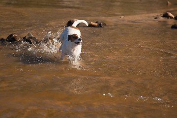 Image showing Playful Jack Russell Terrier Dog Playing in Water