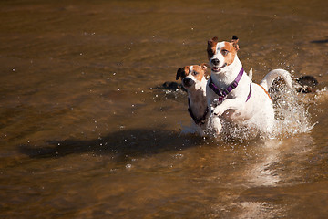 Image showing Playful Jack Russell Terrier Dogs Playing in the Water