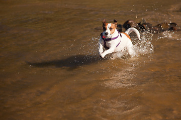 Image showing Playful Jack Russell Terrier Dog Playing in Water