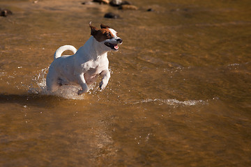 Image showing Playful Jack Russell Terrier Dog Playing in Water