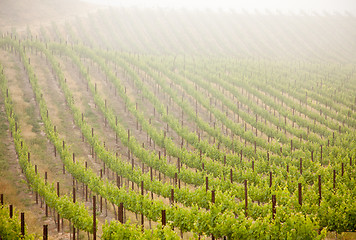 Image showing Beautiful Lush Grape Vineyard in The Morning Sun and Mist