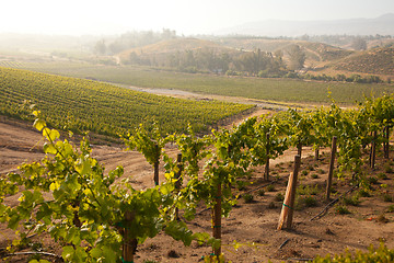 Image showing Beautiful Lush Grape Vineyard in The Morning Sun and Mist