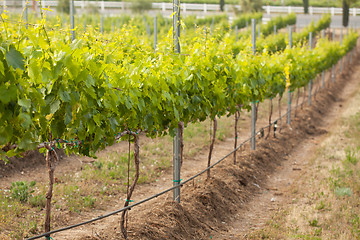 Image showing Beautiful Lush Grape Vineyard in The Morning Sun and Mist