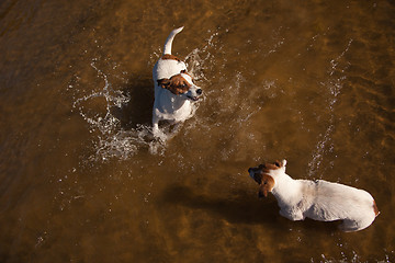 Image showing Playful Jack Russell Terrier Dogs Playing in the Water