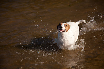 Image showing Playful Jack Russell Terrier Dog Playing in Water