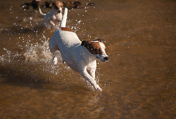 Image showing Playful Jack Russell Terrier Dogs Playing in the Water