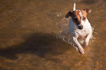 Image showing Playful Jack Russell Terrier Dog Playing in Water